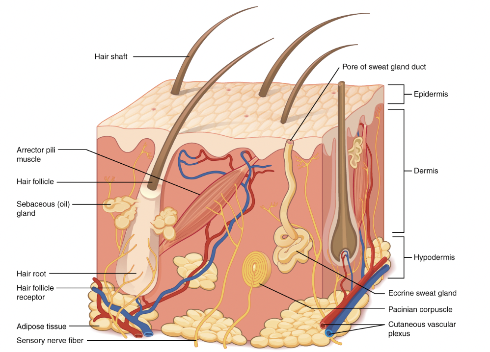 Reden Parasiet Belastingen Anatomie van de huid | Eduwond